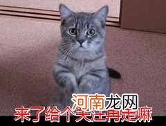 养猫的6大“危害” 养猫的坏处