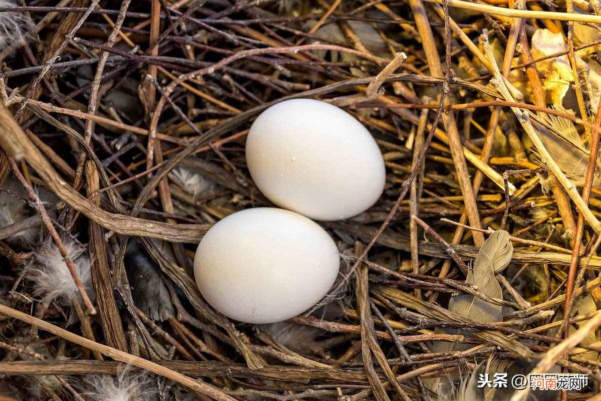 鸽子蛋到底有多补？ 鸽子蛋的营养