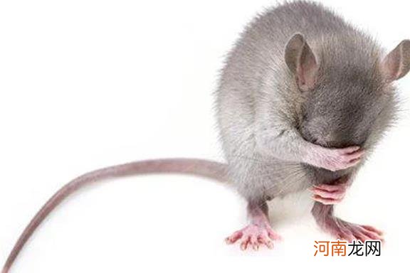 老鼠最怕什么气味? 家里出现老鼠应该怎么办