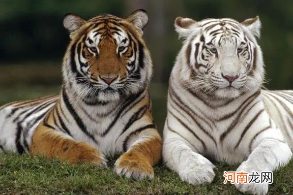 老虎从小养会认主人吗 老虎有哪些品种