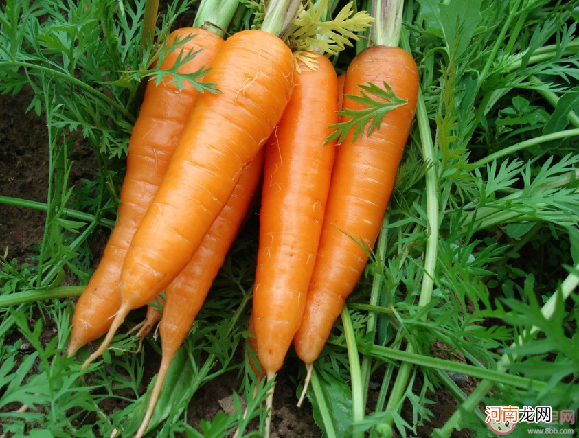 胡萝卜|平常吃的胡萝卜是它的根还是果实蚂蚁庄园11月24日正确答案