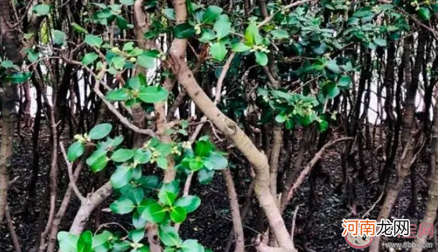 红树林发达的根系|红树林发达的根系有以下哪些作用 神奇海洋11月24日答案