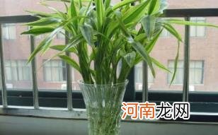 富贵竹水养多久能生根