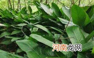 粽子叶是什么植物的叶子