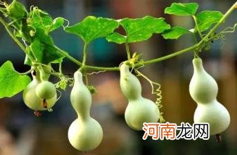 家里挂开口葫芦还是闭口葫芦好