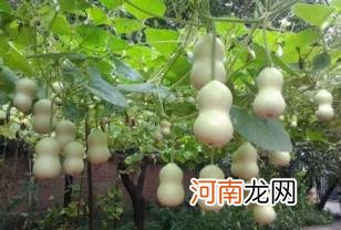 家里挂开口葫芦还是闭口葫芦好