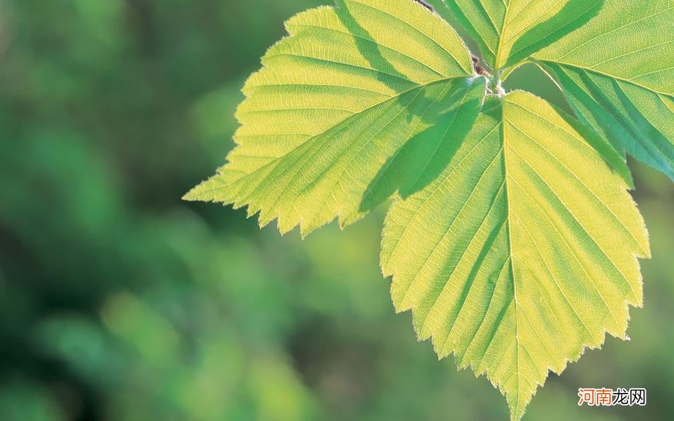 糖尿病可以不吃药吗 轻度糖尿病需要吃药吗