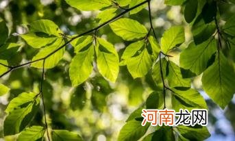 2022年立秋在中伏还是末伏