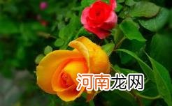 月季花叶子发黄枯萎是怎么回事