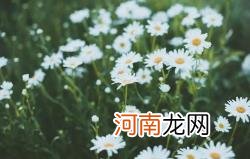 小雏菊夏天开花吗