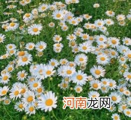 小雏菊夏天开花吗