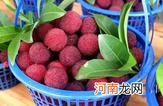 吃杨梅核能帮助消化吗