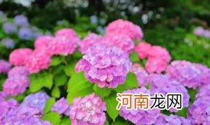 2022年7月有什么节日和纪念日