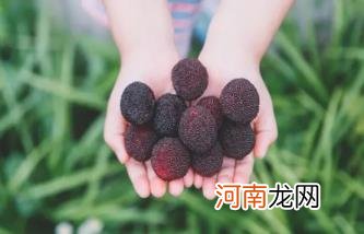 一天吃30几个杨梅会怎么样