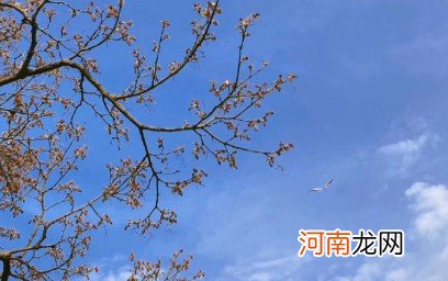 适合发朋友圈的夏日句子 夏天的唯美句子短语分享