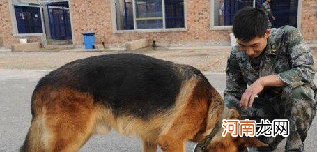 德国牧羊犬的5大缺点介绍 德牧的致命缺点有哪些