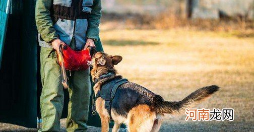 德国牧羊犬的5大缺点介绍 德牧的致命缺点有哪些