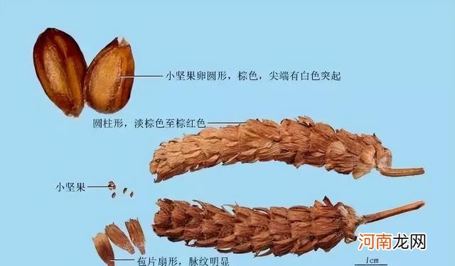 关于夏枯草药用价值的简单介绍 夏枯草的作用与功能主治