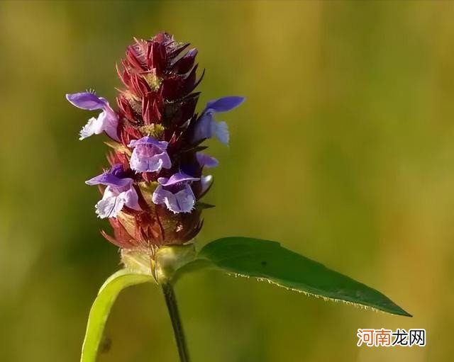 关于夏枯草药用价值的简单介绍 夏枯草的作用与功能主治