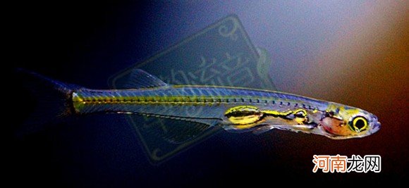 十款灯鱼的图片分享 十大漂亮的灯鱼介绍