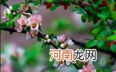 海棠花枝头枯萎是怎么回事