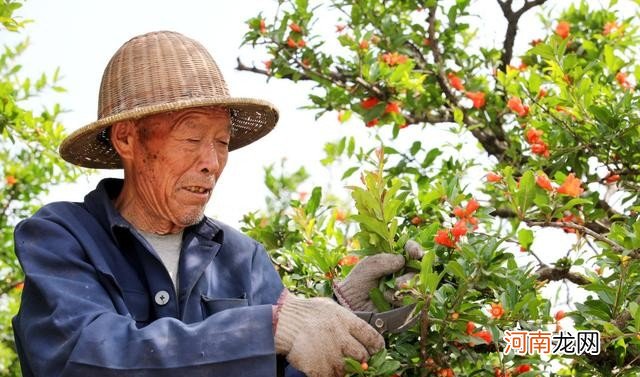 石榴树的修剪枝丫要点分享 石榴树怎样剪枝讲解