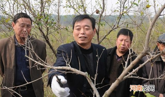 石榴树的修剪枝丫要点分享 石榴树怎样剪枝讲解