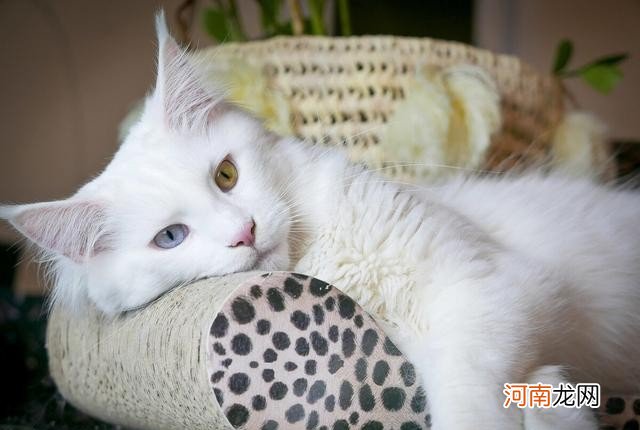 白猫品种及图片分享 纯白色的猫是什么品种