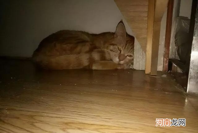 猫猫快去世了会有什么变化 猫咪临死前的征兆有哪些