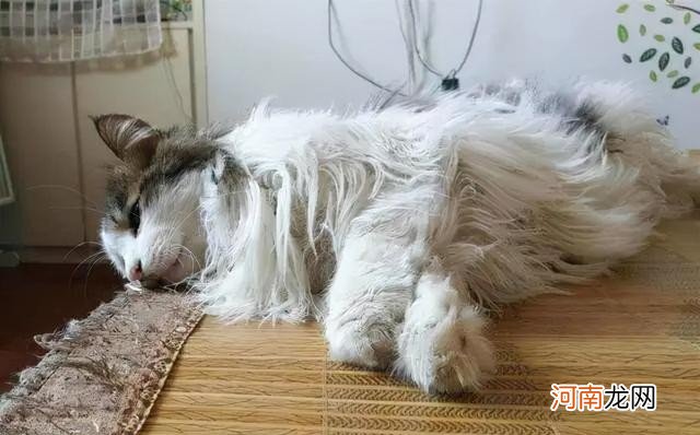 猫猫快去世了会有什么变化 猫咪临死前的征兆有哪些