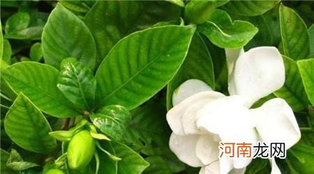 怎么种养栀子花 栀子花的养殖方法介绍