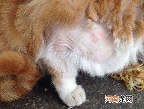 猫营养不良的症状 猫营养不良是什么症状