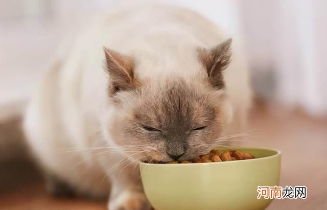 猫咪降火小妙招分享 猫咪上火吃什么降火最快