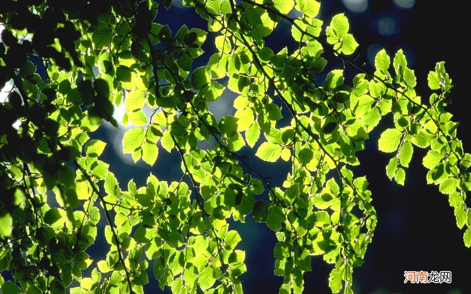 我想养黄鳝，谁知道黄鳝吃的虫子，是什么虫子，哪里来的 黄鳝有寄生虫吗