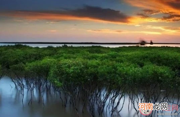 红树林|红树林被称为植物海水淡化器主要归功于它的 神奇海洋11月30日答案