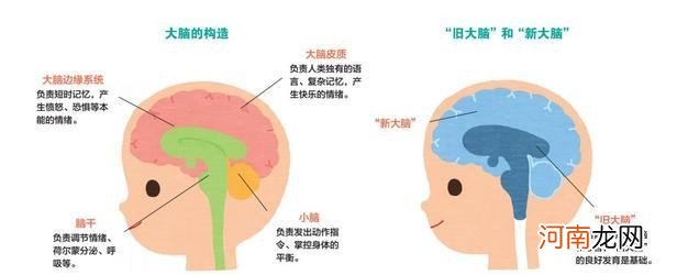 宝宝大脑发育的黄金阶段介绍 婴儿大脑发育的三个黄金阶段