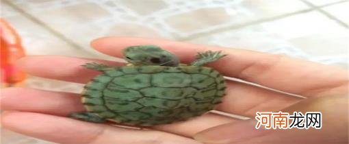 3―5厘米小巴西龟怎么养合适