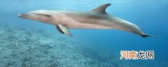 海豚的生活环境和特点是什么