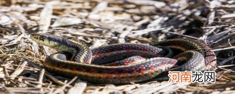 蛇的生活环境和特点是什么