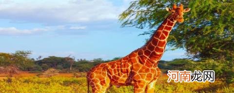 长颈鹿生活在哪个地方