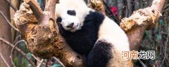 国宝大熊猫的特征特点是啥