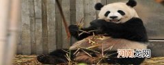 大熊猫的毛都是黑白相间的吗