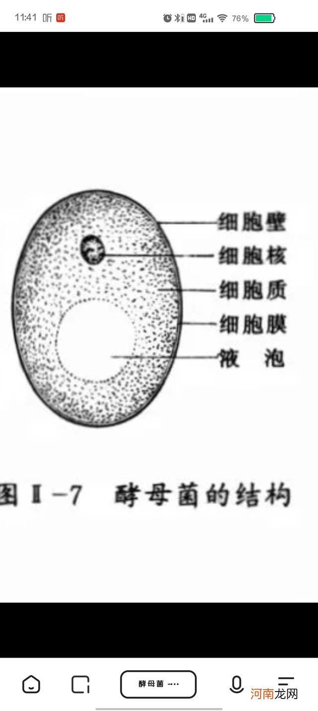 酵母菌形态结构图