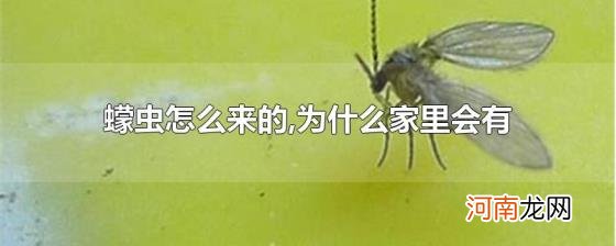 蠓虫怎么来的,为什么家里会有