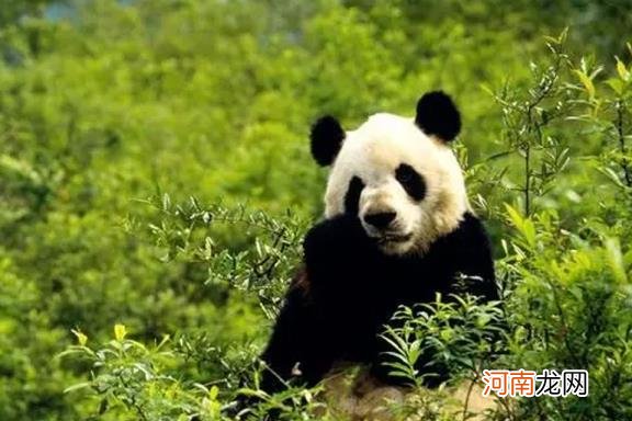 成功野化放归的大熊猫不包括哪一只 大熊猫的食性是什么样的