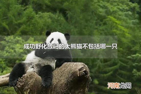 成功野化放归的大熊猫不包括哪一只 大熊猫的食性是什么样的