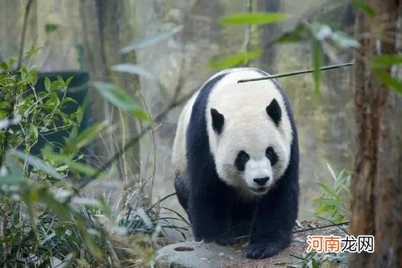 成功野化放归的大熊猫不包括哪一只 大熊猫的食性是什么样的