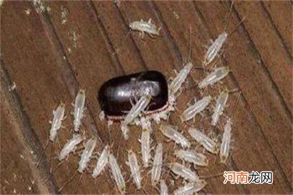 蟑螂的卵是什么样的 蟑螂卵孵化需要多久