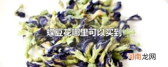 蝶豆花哪里可以买到