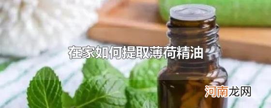 在家如何提取薄荷精油